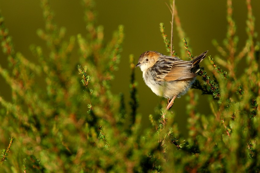 Aberdare Cisticola - ML204759401