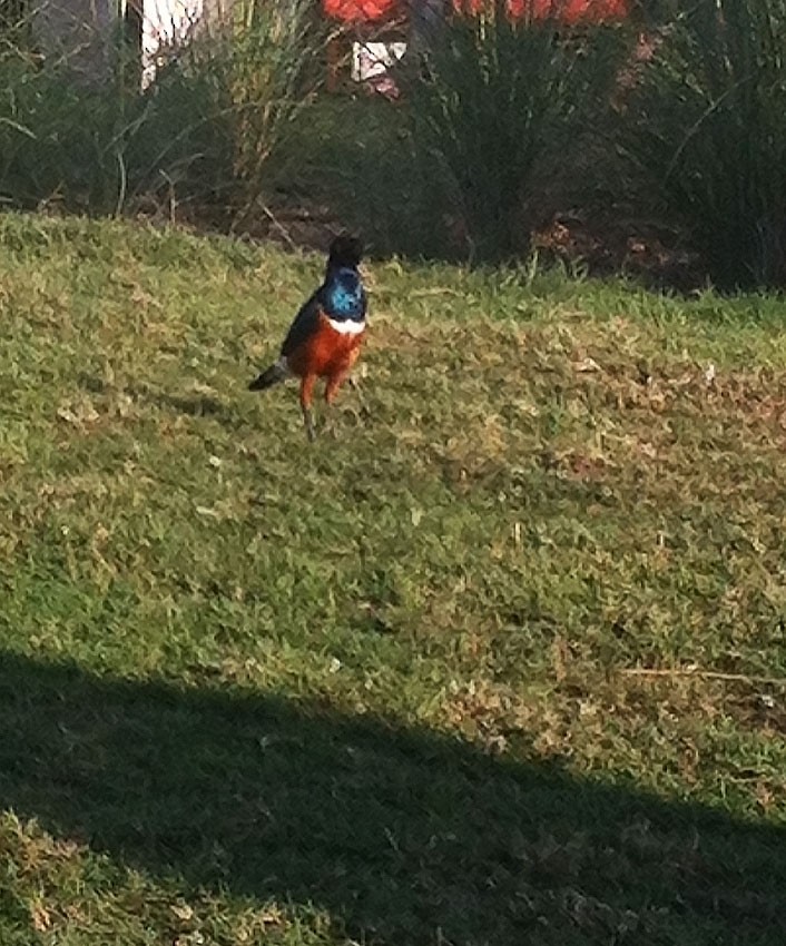 Superb Starling - ML204759431