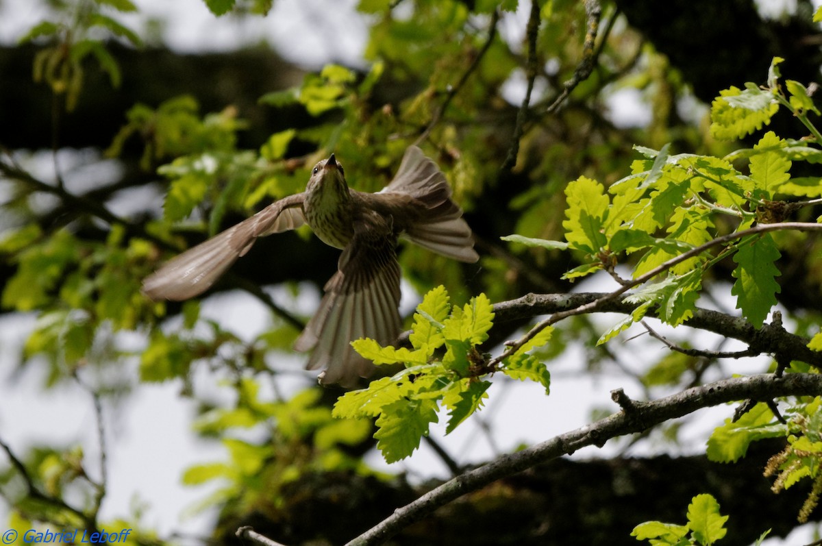 Spotted Flycatcher - ML204759531