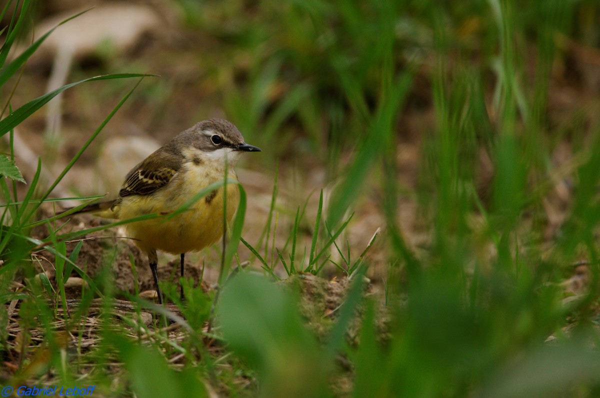 Western Yellow Wagtail - ML204759561