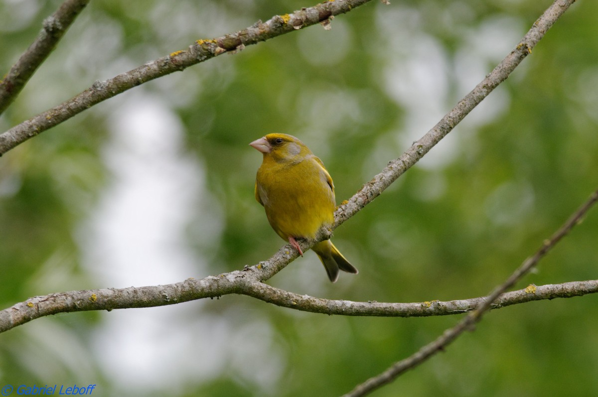 European Greenfinch - ML204759591