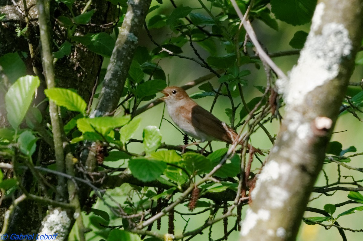 Common Nightingale - ML204759831