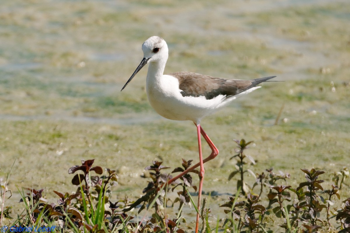 Black-winged Stilt - ML204759841