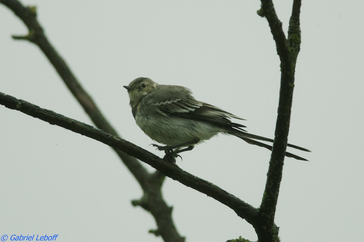 White Wagtail - ML204760091