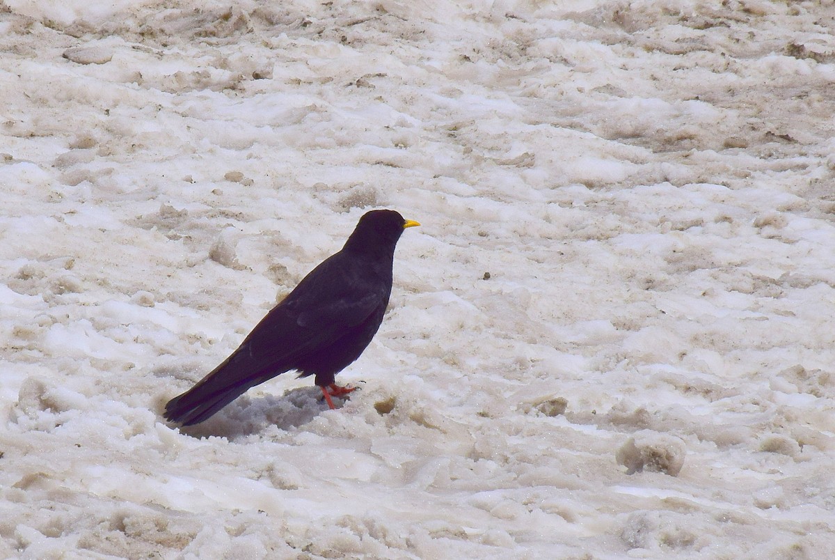 Yellow-billed Chough - ML204760201