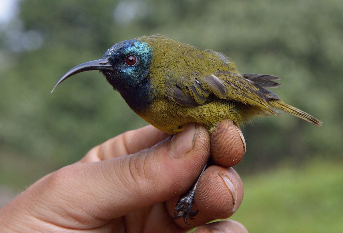 Blaukopf-Nektarvogel (bansoensis) - ML204760901