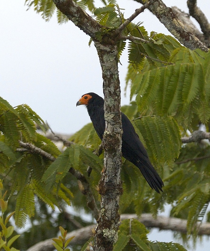 Black Caracara - ML204760921