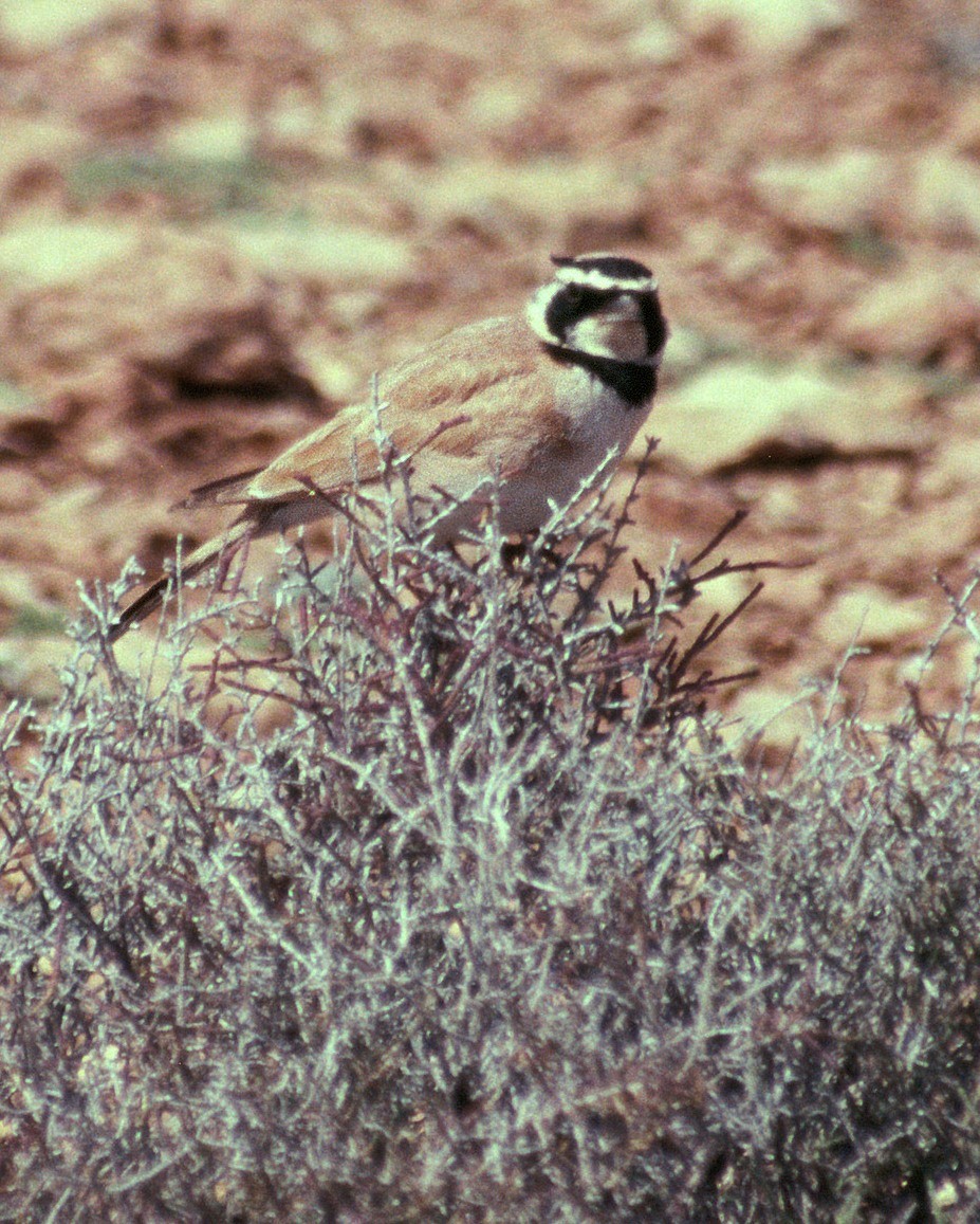 Horned Lark - ML204761091