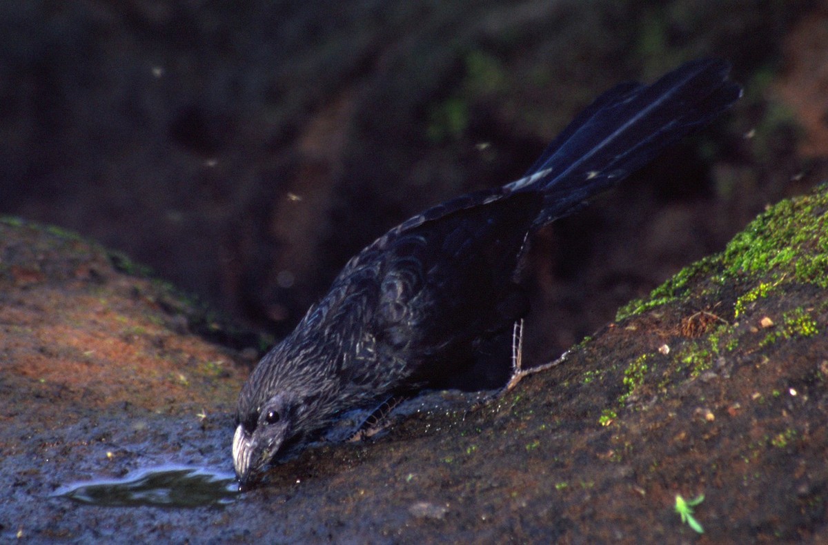 Groove-billed Ani - Tomáš Grim