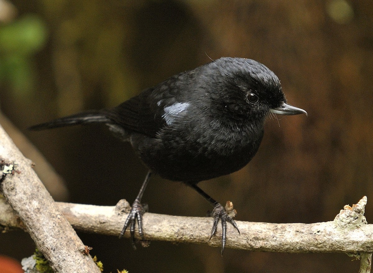 Glossy Flowerpiercer - ML204761321