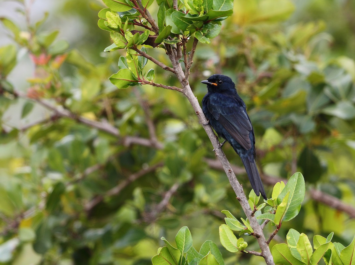 Purple-throated Cuckooshrike - Bruno SCHMETZ