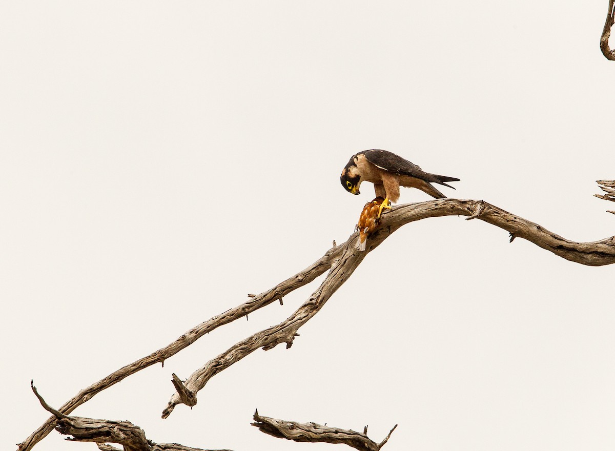 Taita Falcon - Bruno SCHMETZ