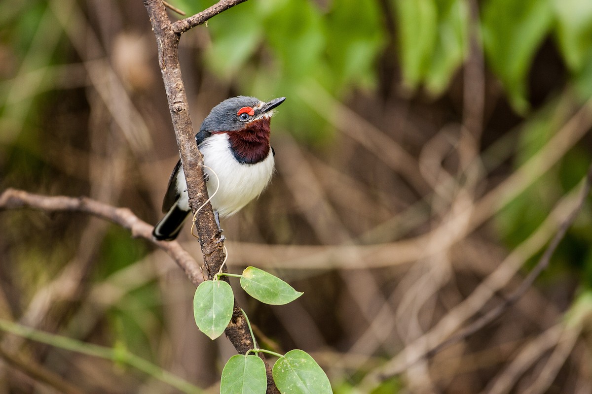 Brown-throated Wattle-eye - Bruno SCHMETZ