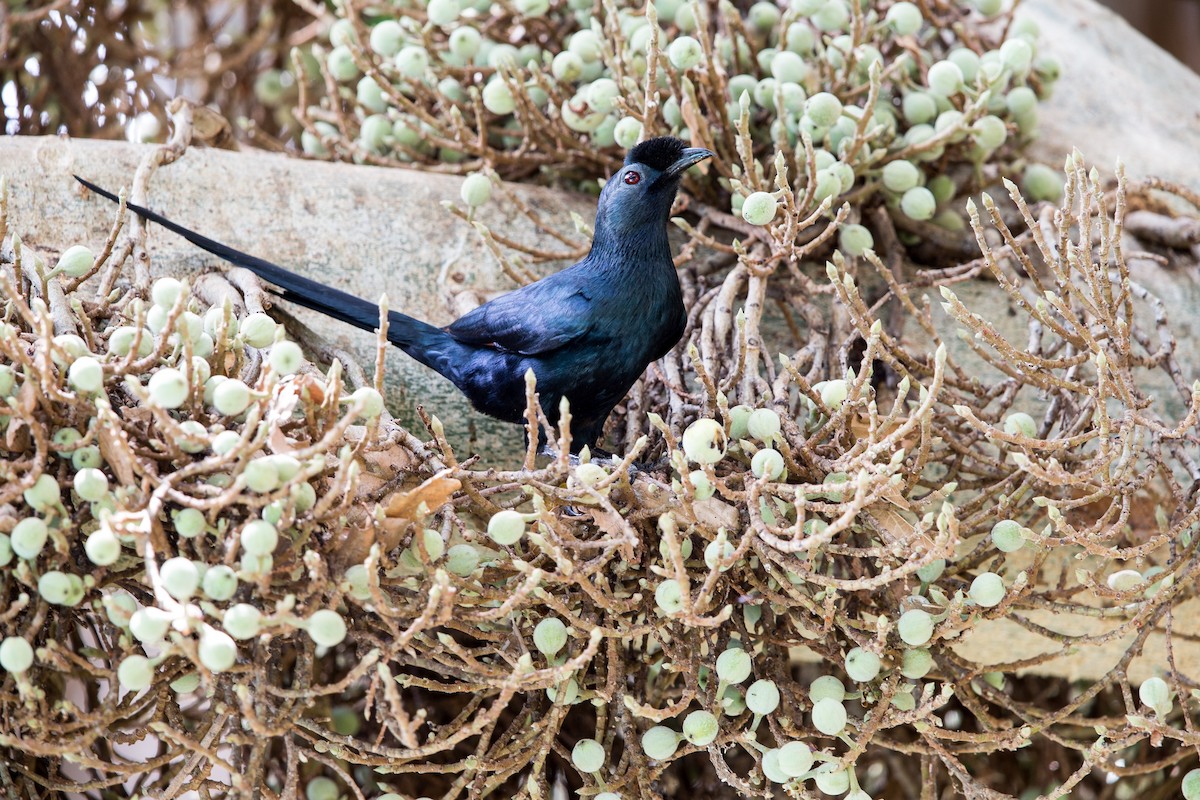 Bristle-crowned Starling - ML204761421