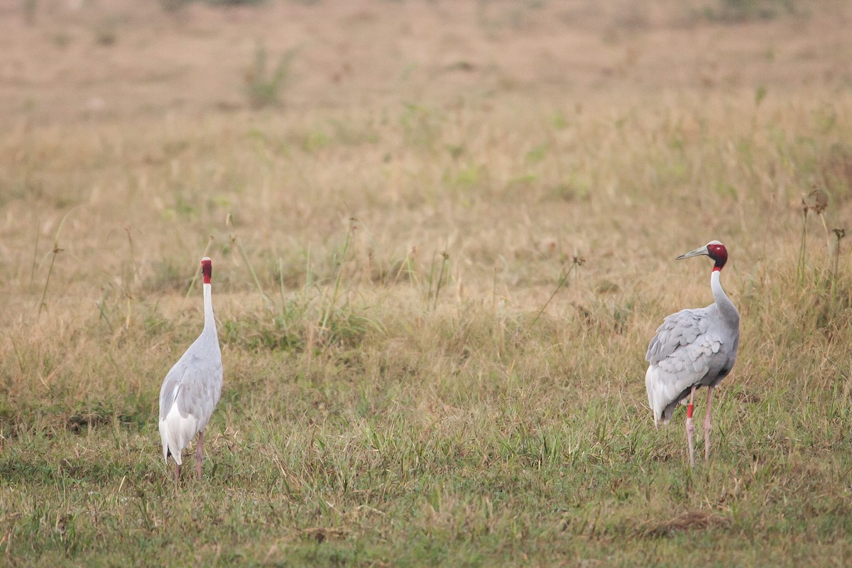 Grulla Sarus - ML204761451