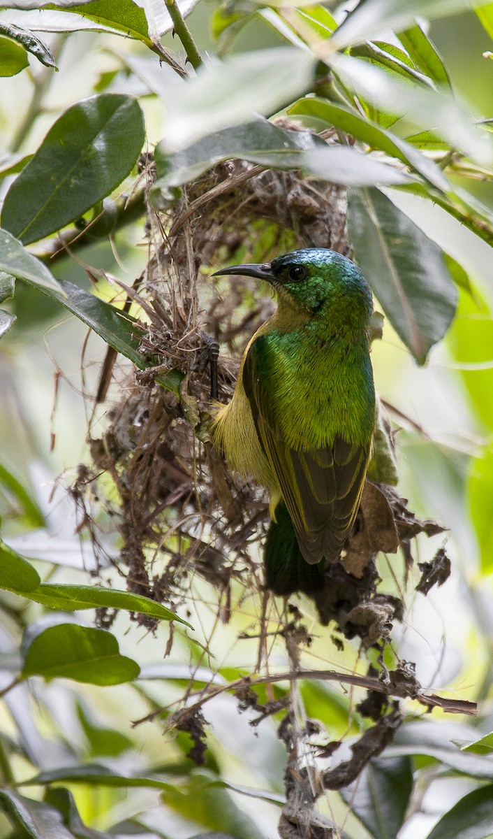 Collared Sunbird - ML204761481