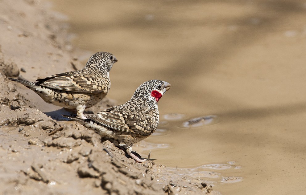 Cut-throat - Bruno SCHMETZ