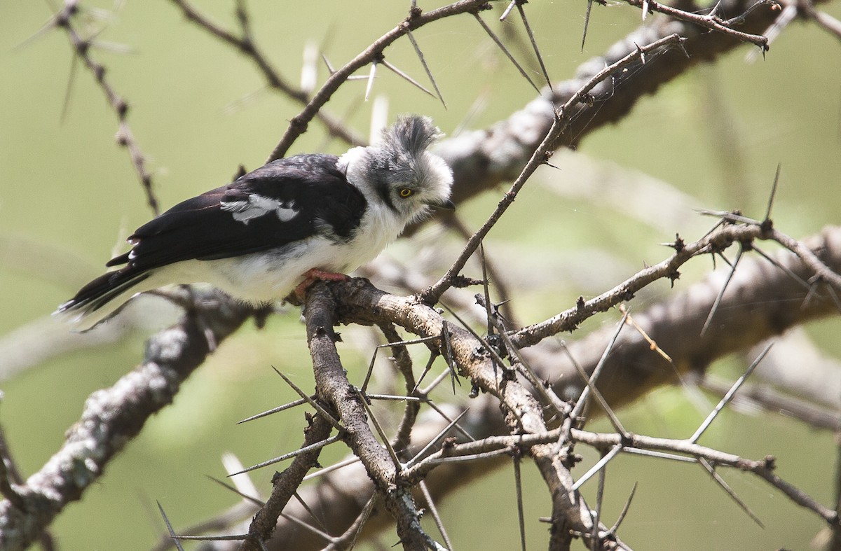 Gray-crested Helmetshrike - ML204761551