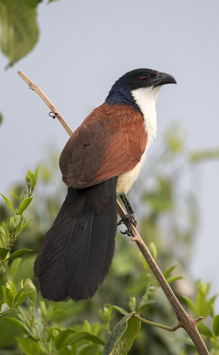 Blue-headed Coucal - ML204761591