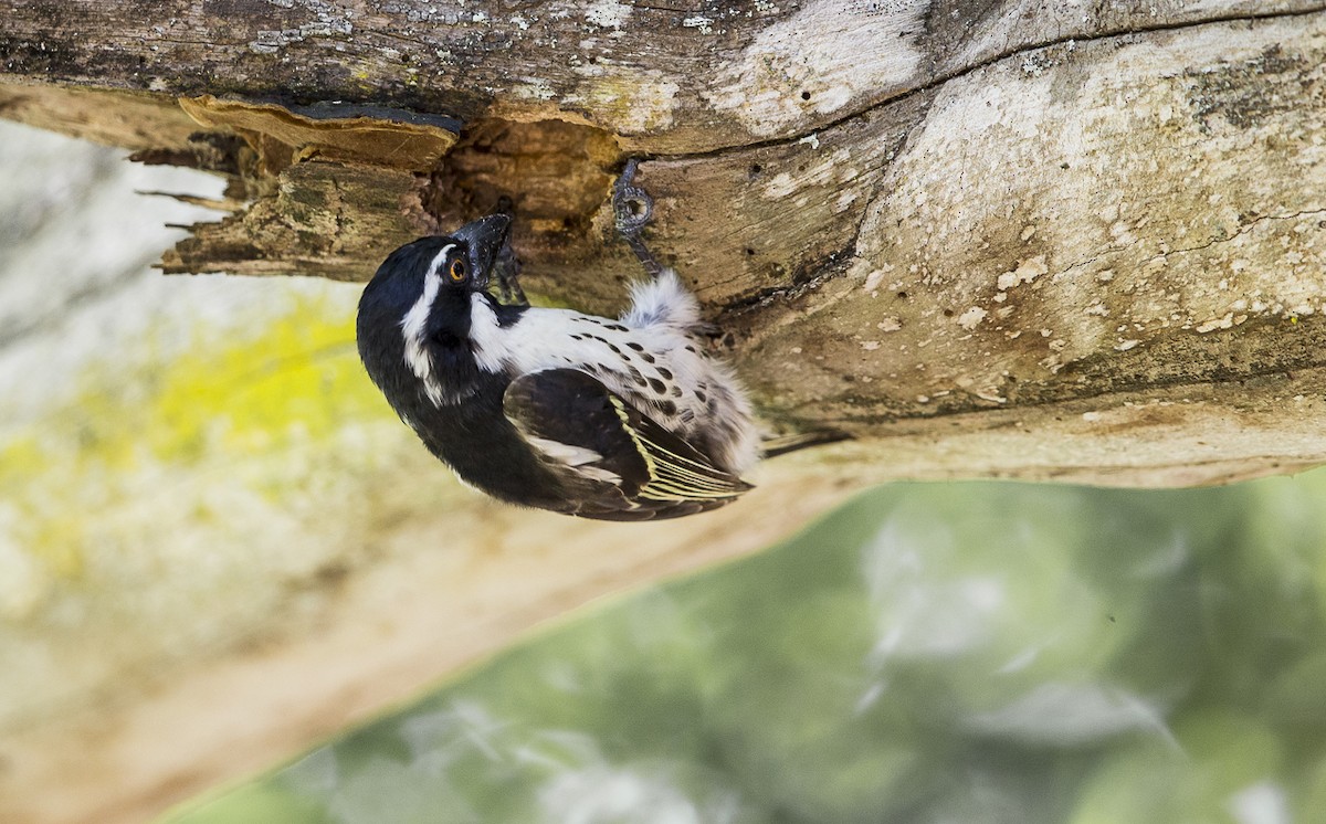 Spot-flanked Barbet - Bruno SCHMETZ