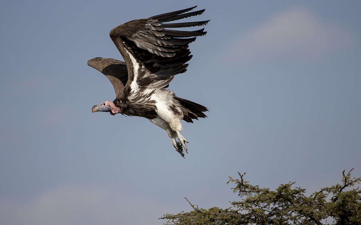 Lappet-faced Vulture - Bruno SCHMETZ