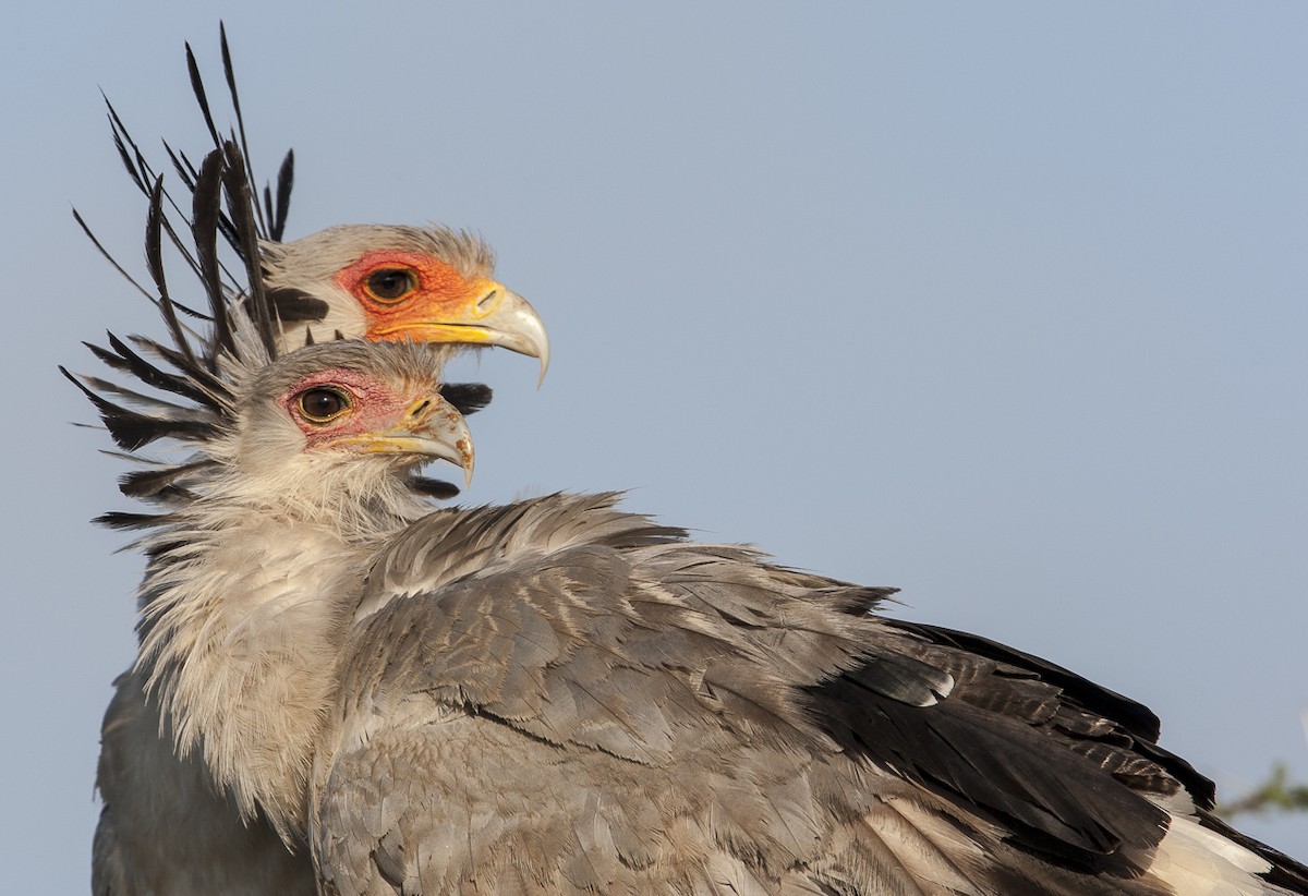 Secretarybird - Bruno SCHMETZ