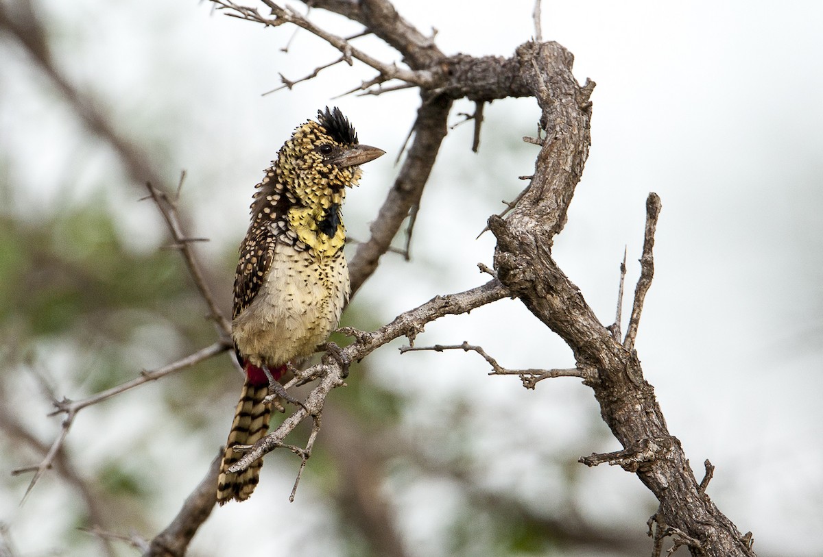 D'Arnaud's Barbet (D'Arnaud's) - ML204761711