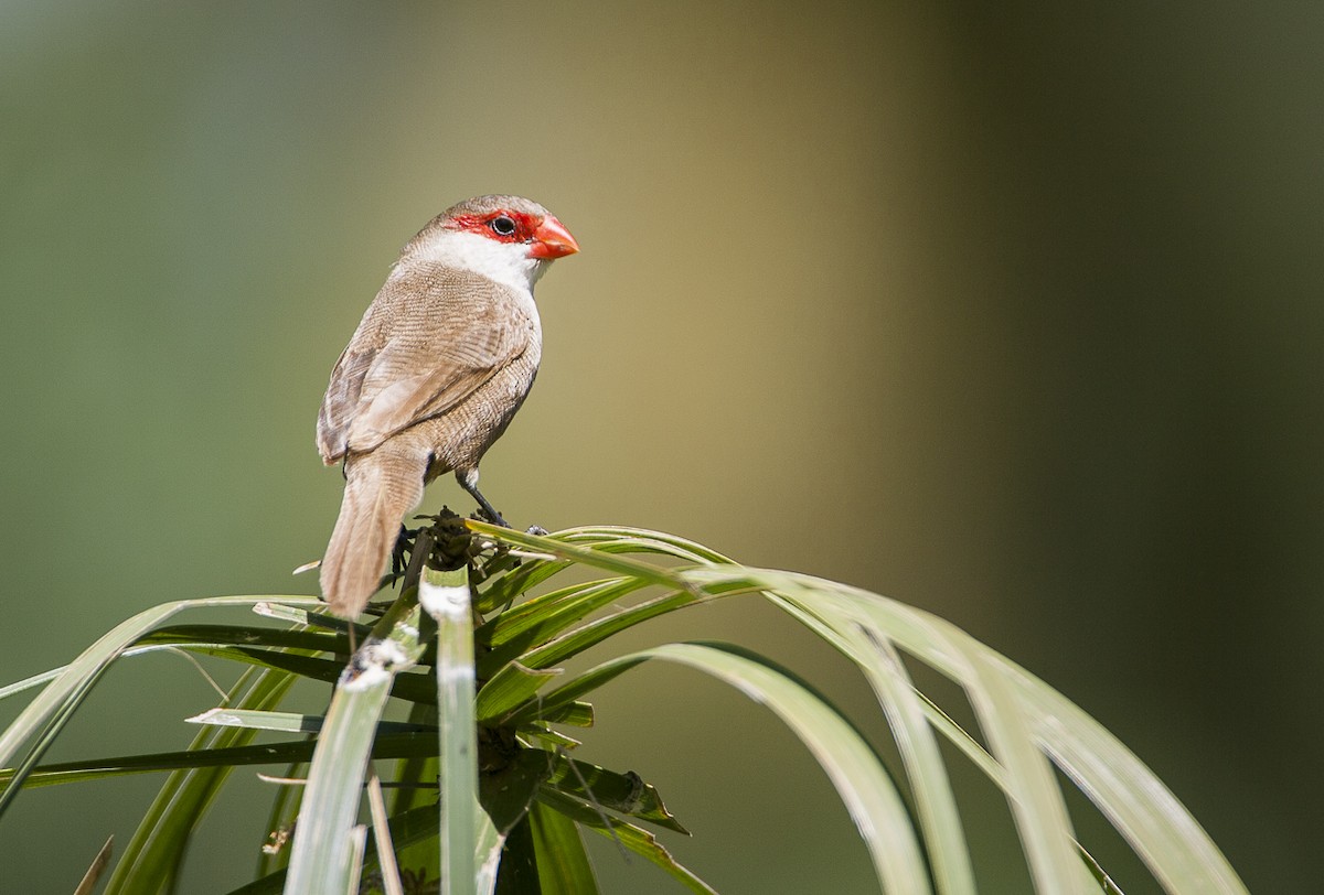 Common Waxbill - ML204761761