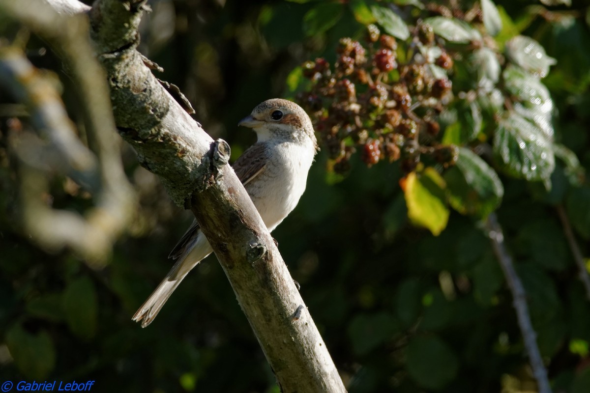 Red-backed Shrike - ML204761981