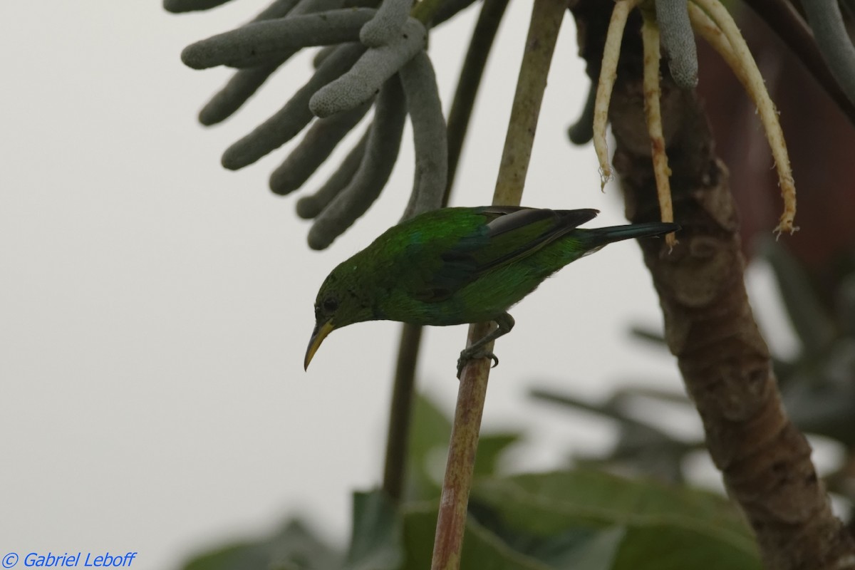 Green Honeycreeper - ML204762071
