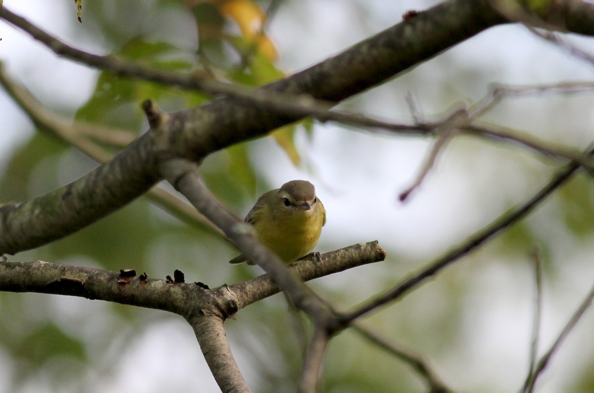 Philadelphia Vireo - ML20476211