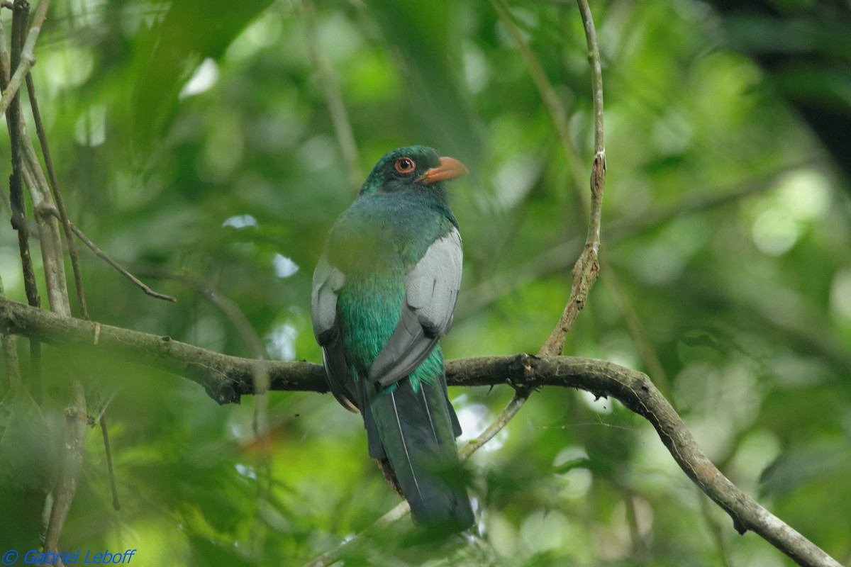 Slaty-tailed Trogon - ML204762141