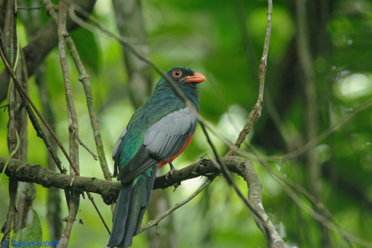 Slaty-tailed Trogon - ML204762151