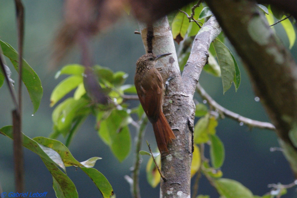 Cocoa Woodcreeper - ML204762221