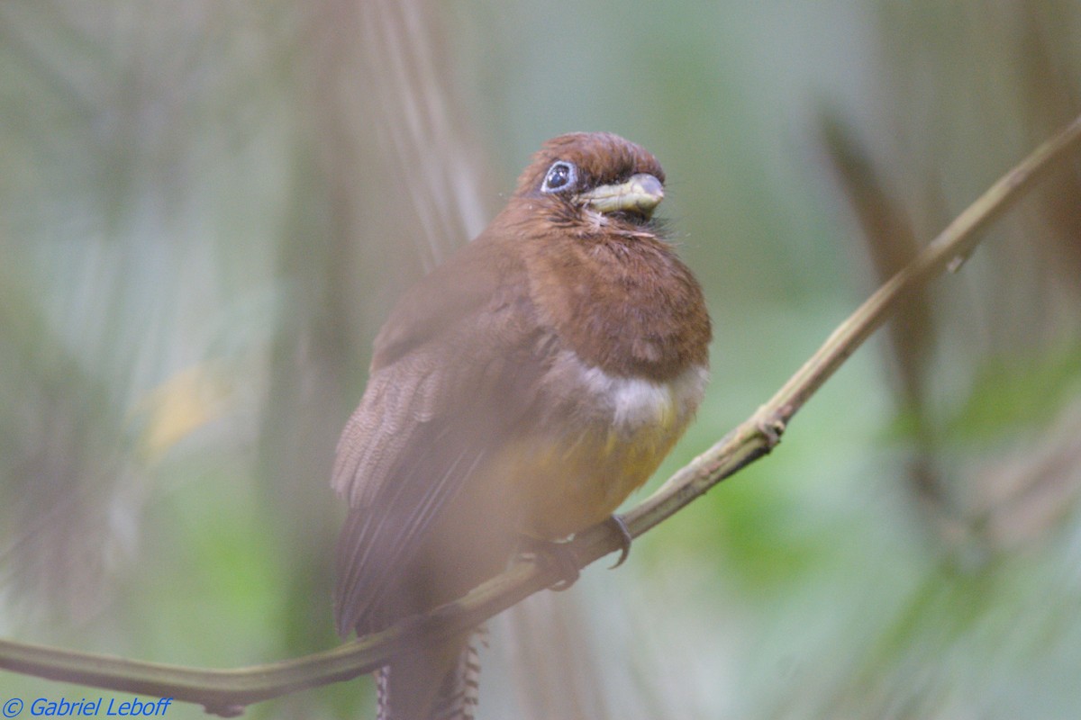 Graceful Black-throated Trogon - ML204762381