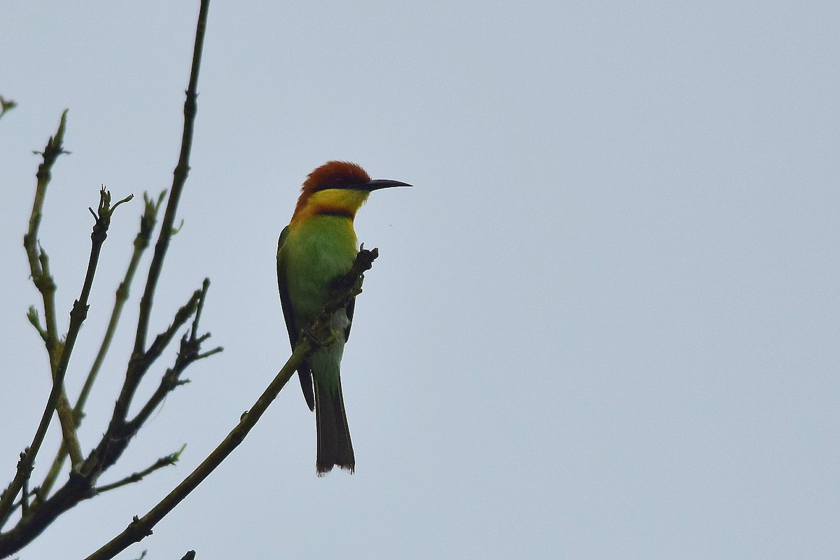 Chestnut-headed Bee-eater - Mayur Patel