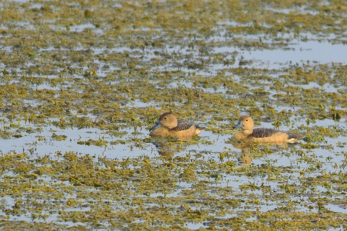 Lesser Whistling-Duck - Mayur Patel