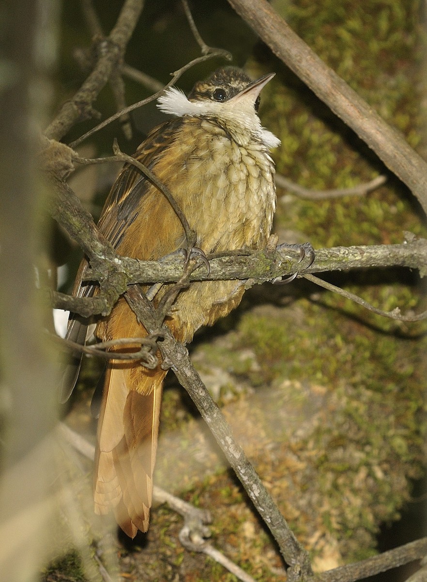 Streaked Tuftedcheek - Tomáš Grim