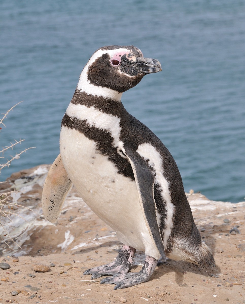 Magellanic Penguin - ML204763091