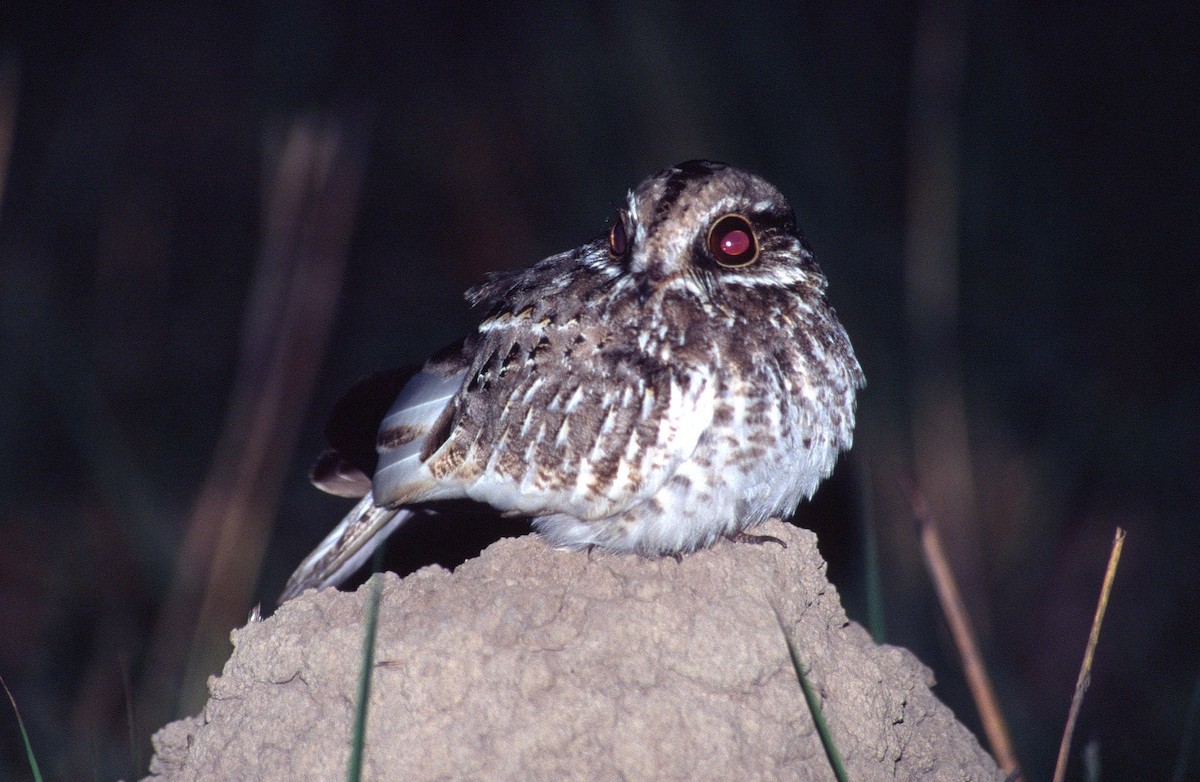 White-winged Nightjar - ML204763111