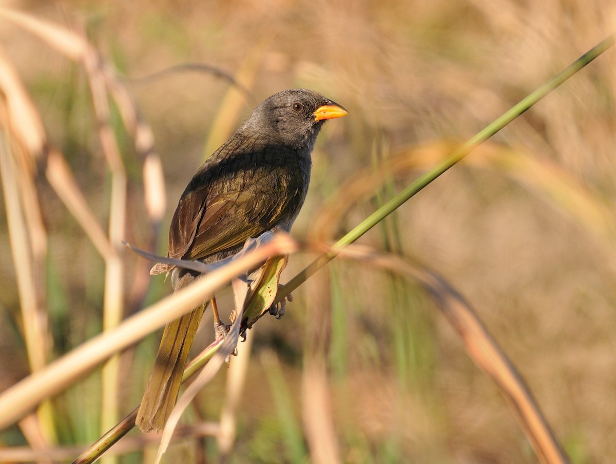Great Pampa-Finch - ML204763151