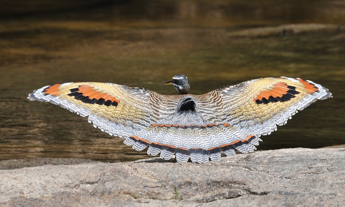 Sunbittern - Tomáš Grim