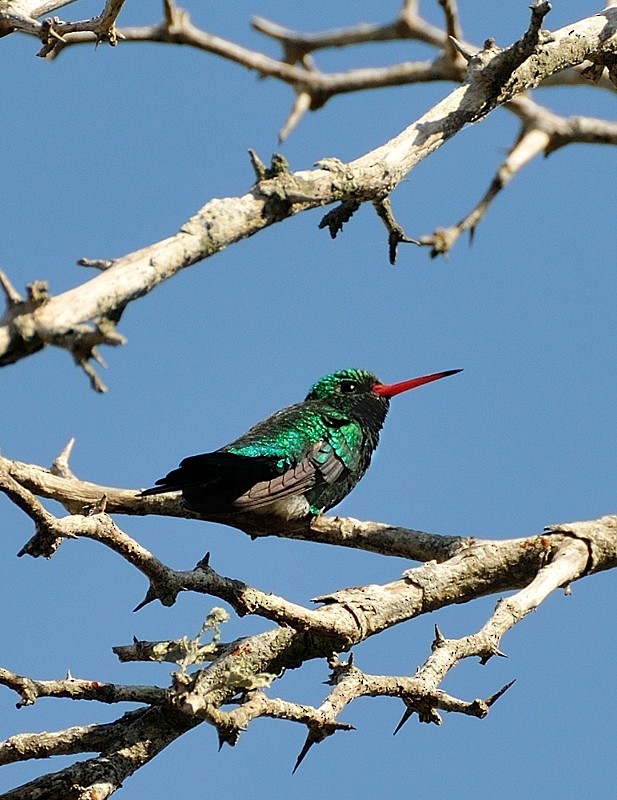 Glittering-bellied Emerald - ML204763321