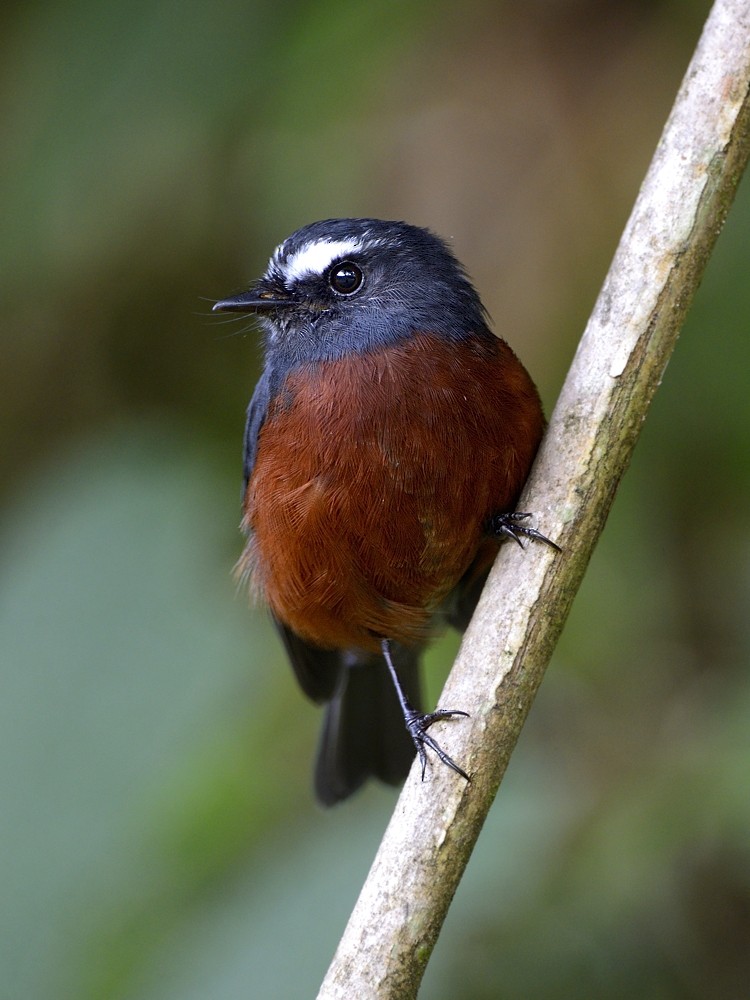 Chestnut-bellied Chat-Tyrant - ML204763411