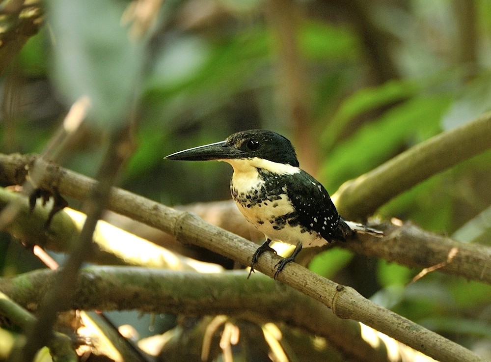 Green Kingfisher - Tomáš Grim