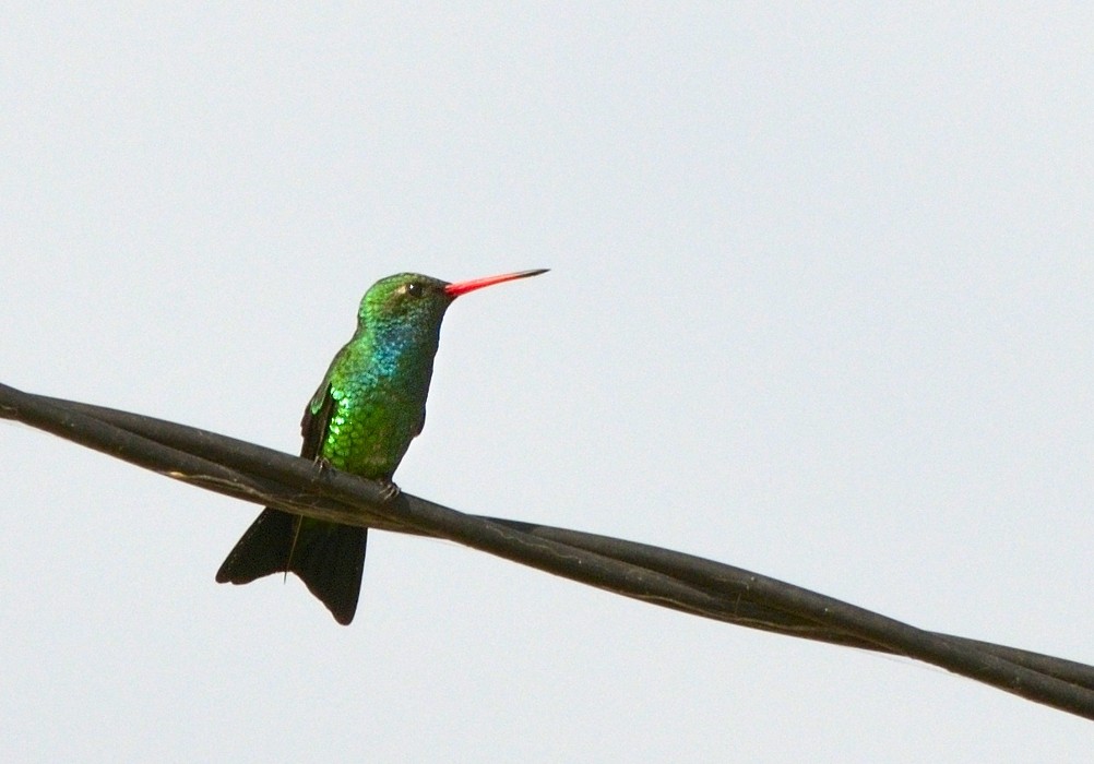 kolibřík lesklobřichý - ML204763581