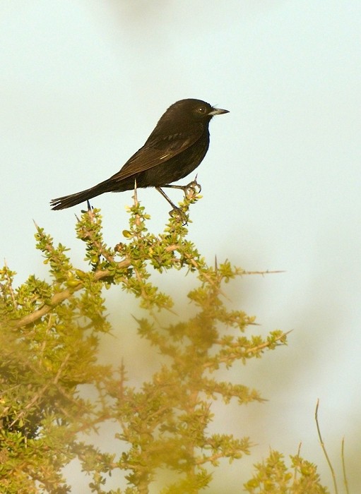 White-winged Black-Tyrant - ML204763691