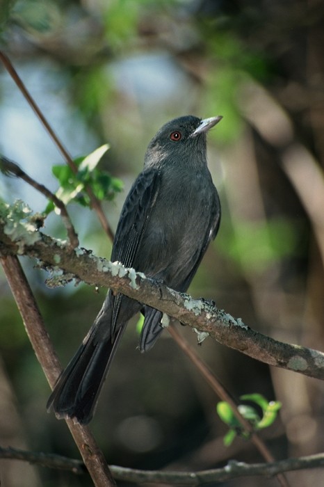 Plumbeous Black-Tyrant - Tomáš Grim