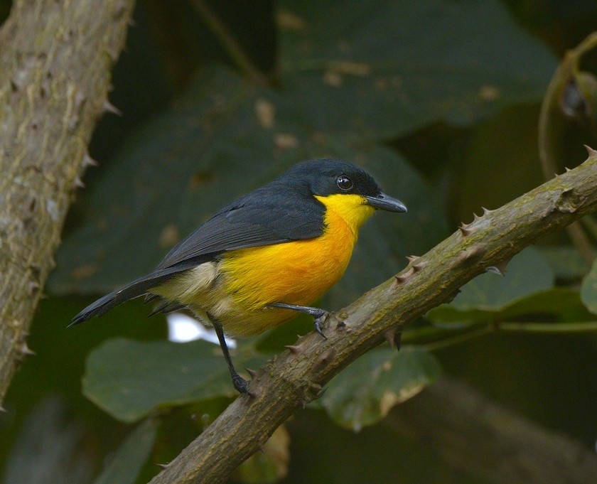 Yellow-breasted Boubou - ML204763761