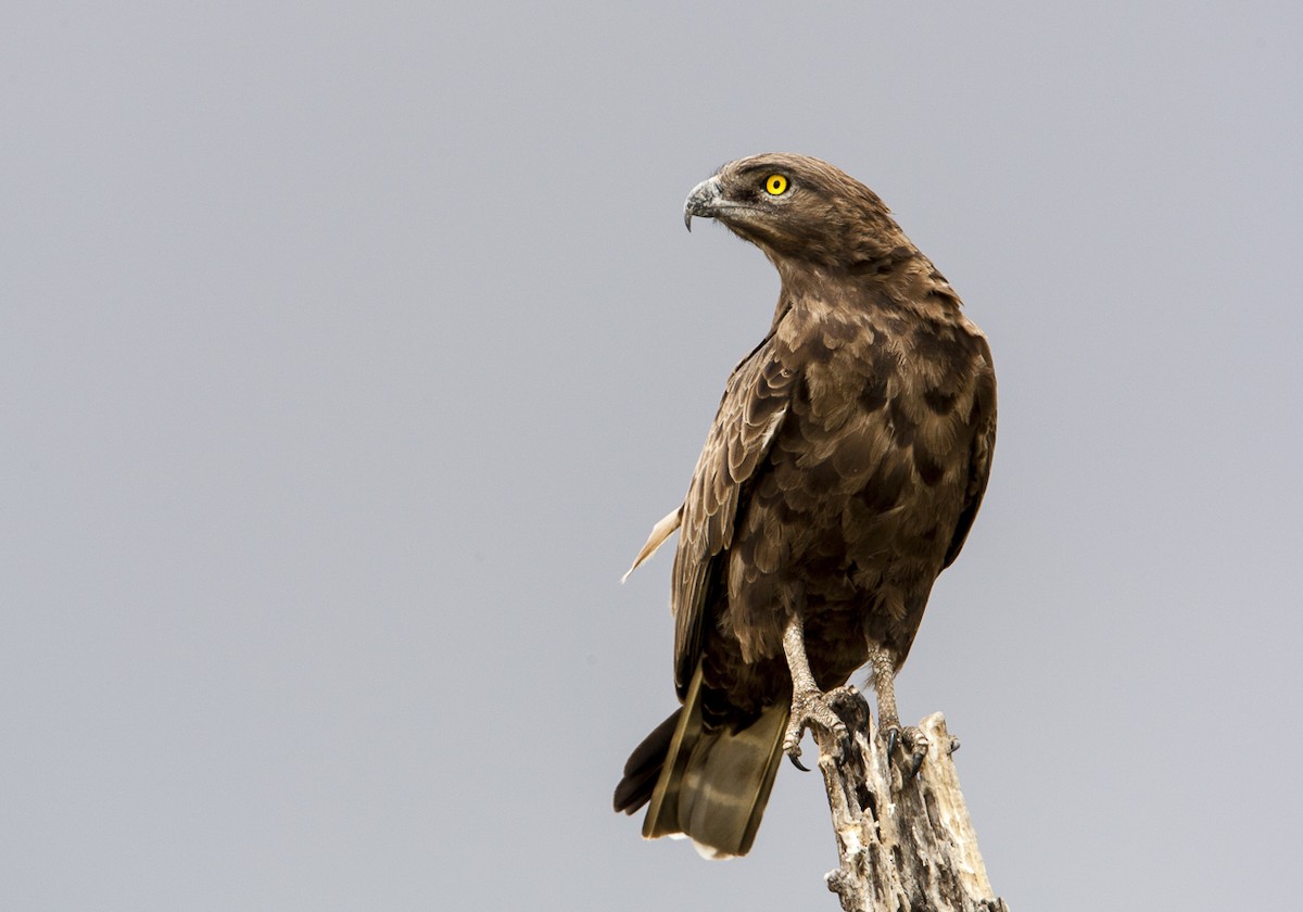 Brown Snake-Eagle - Bruno SCHMETZ